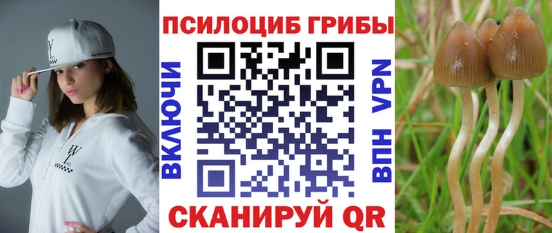 ОМГ ОМГ ссылка  Павловск  Псилоцибиновые грибы Psilocybe 